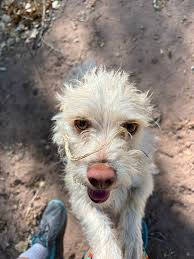 Early morning walks + afternoon naps = summer in Arizona 😎🐾🐾🩷