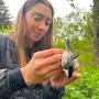 Profile Picture of black-capped chickadee-MAPS-Kodiak-Erin Strandon Google