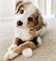 Pin By Sydney Pratt On Creatures Cute Animals Cute Baby Animals Cute Dogs