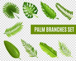 Creative backgrounds for different projects. Palm Leaf Images Free Vectors Stock Photos Psd