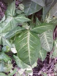 Image result for Synaptolepis alternifolia