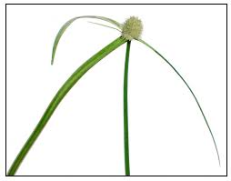 Image result for Cyperus maculatus
