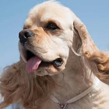 Image result for americký kokršpaněl