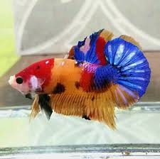 Pin Oleh Henrique Neto Di Betta Splendid Ikan Cupang Hewan Ikan