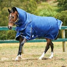 Horse Blanket Chart Tacomexboston Com
