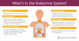 Treat Endocrine Discorders Diabetes Stormont Vail Health