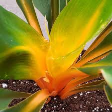 Image result for Chlorophytum Amaniense