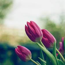 Earl Menard Obituary (1938