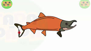 We have lots of games, kids coloring pages and drawings for kids. How To Draw And Paint Fish Pink Salmon Step By Step Tada Dada Art Club Youtube