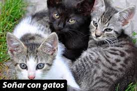 Que Significa Sonar Con Gatos Todos Los Detalles