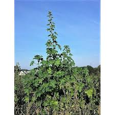 Image result for Malva verticillata