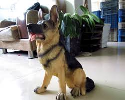 See your favorite office decors and fall decors discounted & on sale. 14 5 Lovely Lifelike Resin Statue Lucky Dog German Shepherd Dogs Home Decoration China Garden Decor And Large Resin Garden Statues Price Made In China Com