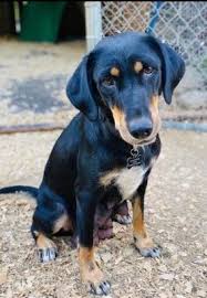 Black And Tan Coonhound Puppies For Sale In Pa Chester Springs Pa Black And Tan Coonhound Meet Felicity A Pet For Adoption In 2020 Coonhound Pet Adoption Pets