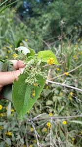 Image result for Wissadula