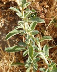 Image result for Atriplex semibaccata