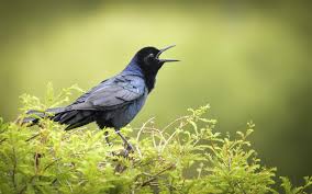 There are a few foods which are less palatable to blackbirds and using these in feeders. Boat Tailed Grackle Audubon Field Guide