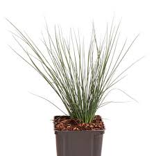 Image result for Juncus punctorius