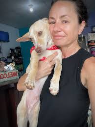 Meet Quincy, the sweetest baby in all the land! Quincy is equal parts  snuggle bug and playful pup. As much as he loves to run around and play, he  also loves to