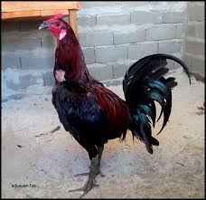 Ayam peruvian merupakan sabung ayam yang berasal dari negara peru. 87 Gambar Ayam Filipina Peru Gambar Pixabay