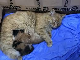I also use this particular ritual from time to time for my own pets as well. Cat Brings Her Ill Kittens To Clinic For Humans In Turkey Daily Sabah