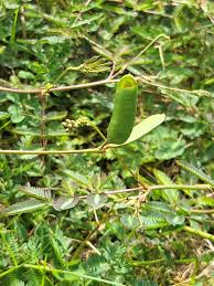 Image result for Aeschynomene mimosifolia