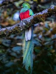 Image result for Hylebates cordatus