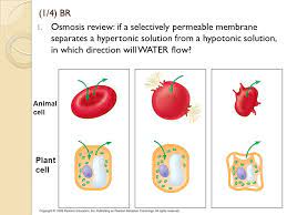 Maybe you would like to learn more about one of these? 1 4 Br Osmosis Review If A Selectively Permeable Membrane Separates A Hypertonic Solution From A Hypotonic Solution In Which Direction Will Water Ppt Download