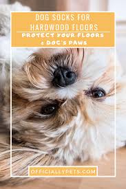 Best Dog Socks For Hardwood Floors Protect Your Floors Dog S Paws Got A Shiny Wooden Floor At Home Check Out The Best Dog Socks For Hardwood Fl Dog Socks