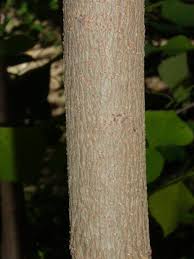 Image result for Sapium