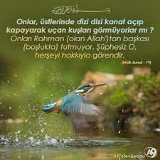 30 ayet de ki haber verin eger suyunuz yerin dibine gocuverecek olsa bu durumda kim size bir akar su kaynagi getirebilir animals bird