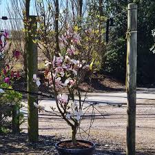 Image result for magnolia soulangeana