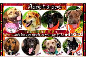 Browse the list below, which also includes pet friendly motels, bed and breakfasts, inns, and cabins & cottages. Lost Found Pets Ottumwa Ia Home Facebook