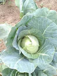 Gambar akar tanaman kubis yang terserang oleh plasmodiophora brassicae disajikan pada gambar 1. Toko Pertanian Petani Indonesia Lmga Agro Sayuran Kubis Kk Cross F1 Takii Seed Tanam Di Dataran Rendah