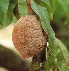 Brown rot of stone fruits