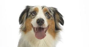 From classic names like lady to trendy names like bella, here's 500 popular female dog names to help do you have any favorite dog names? Biblical Names For Male Dogs And Cats