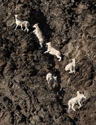 Visit kidzone animals for fun facts, photos and activities about all sorts of animals. Rock Goats Stock Photos Offset