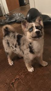 Join millions of people using oodle to find puppies for adoption, dog and puppy listings, and other pets adoption. Hoobly Pets Cheap Online
