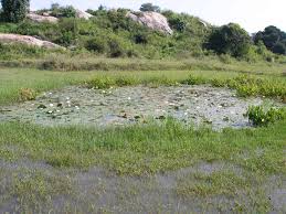 Image result for Schoenoplectiella roylei