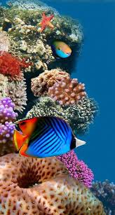 Sea Life Www Kanootravel Co Uk Www Kanoocurrency Co Uk Colorful Fish Ocean Life Sea And Ocean