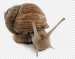 We did not find results for: Orthogastropoda Shark Reptile Mollusc Shell Snail Peeping Snails Animals Terrestrial Animal Png Pngegg