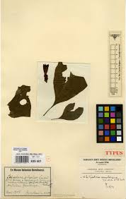 Image result for Englerina schubotziana