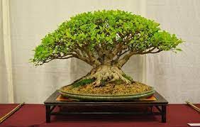 Wayfair.com has been visited by 1m+ users in the past month 22 Best Trees For Bonsai You Should Know About Bonsai Tree Indoor Bonsai Tree Bonsai Plants
