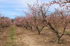 Find & download the most popular flowering tree vectors on freepik free for commercial use high quality images made for creative projects. Little Frost Damage To South Carolina Peaches Growing Produce