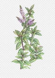 purple and green flowers illustration peppermint mentha spicata plant herb drawing pepermint botany tomato plant stem png pngwing purple and green flowers illustration
