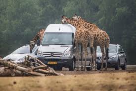 Add safaripark beekse bergen and other attractions to your hilvarenbeek trip itinerary using our hilvarenbeek trip itinerary planning site. Video Bekijk 360 Graden Beelden Van De Vernieuwde Autosafari Brabant Bndestem Nl