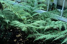 Image result for Cyathea dregei