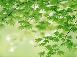 Image result for images The Green Leaves Of Summer