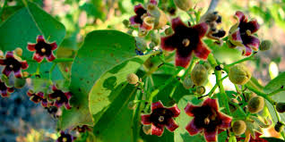 Image result for Brachychiton