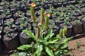 Image result for Crossandra greenstockii