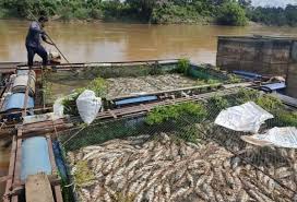 Permohonan jawatan kosong jabatan alam sekitar. Ikan Patin Tilapia Mati Bukan Disebabkan Air Sungai Tercemar Utusan Digital